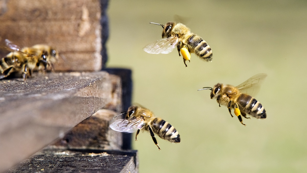abeille piqure homme coma