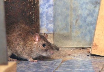 attaque rats jeune garcon (1)