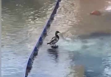 canard