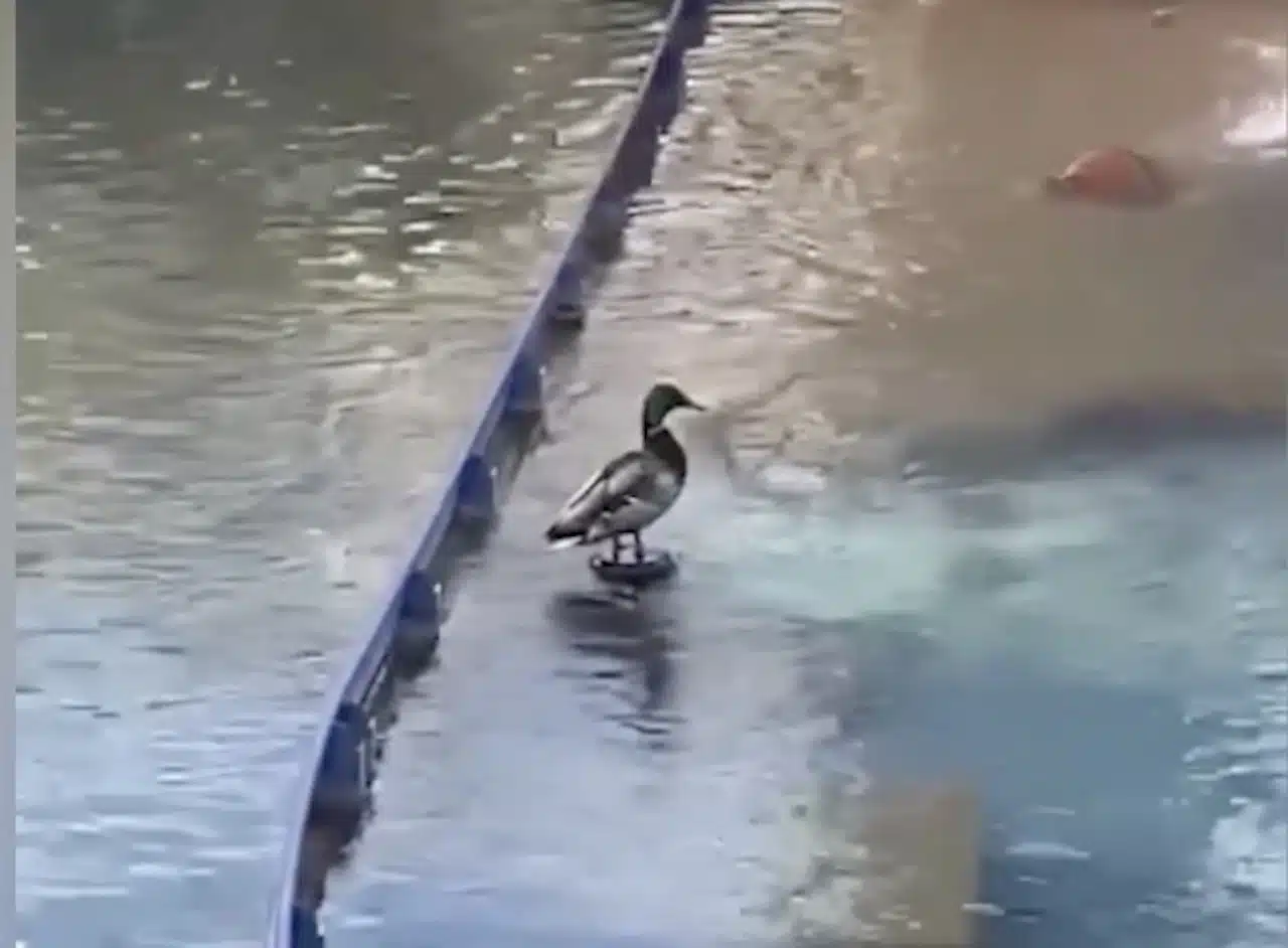 canard