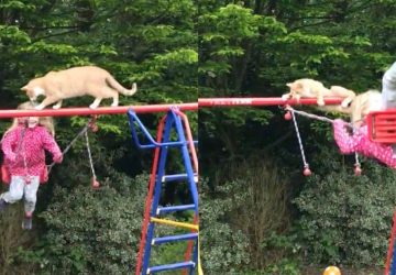 chat balancoire