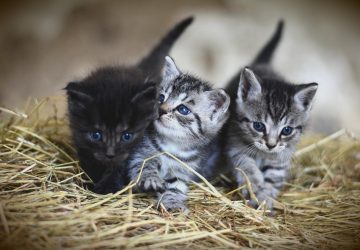 chats