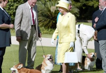 corgis chiens reine elizabeth ii (1)