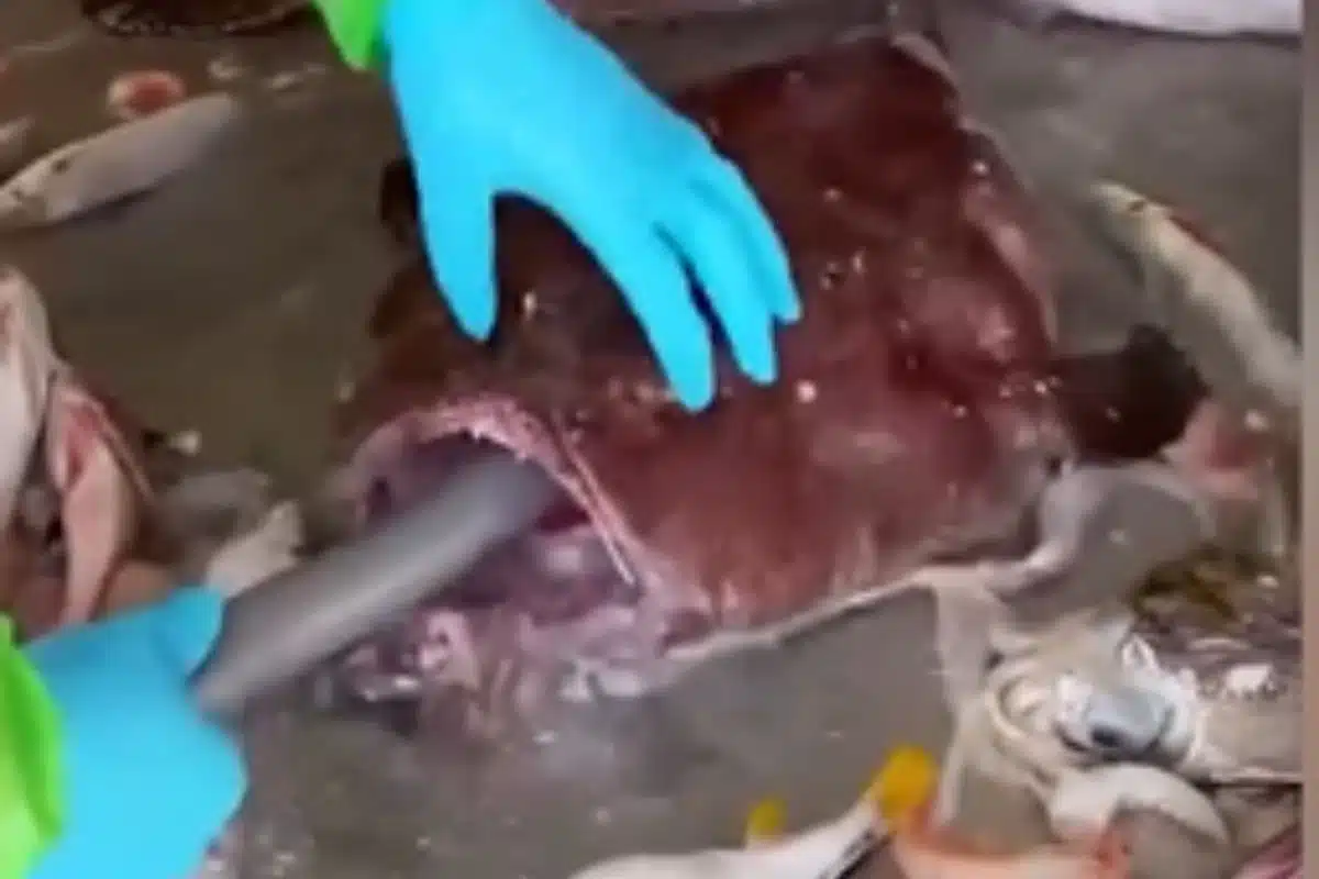 poisson especes bouche