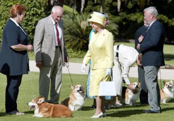 reine elizabeth ii chiens corgis (2)