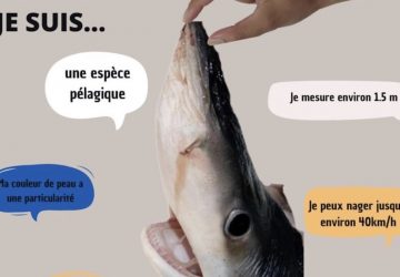 requin leclerc