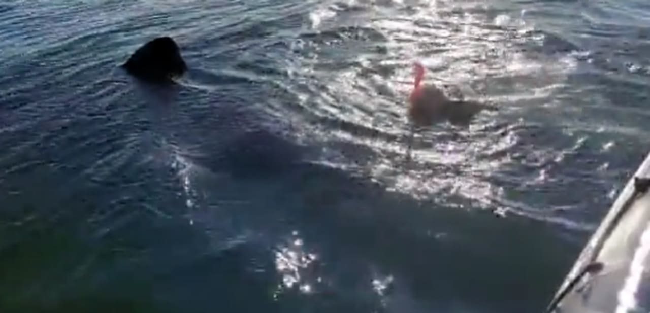 Un pêcheur attaqué par un requin, la scène est impressionnante (vidéo)