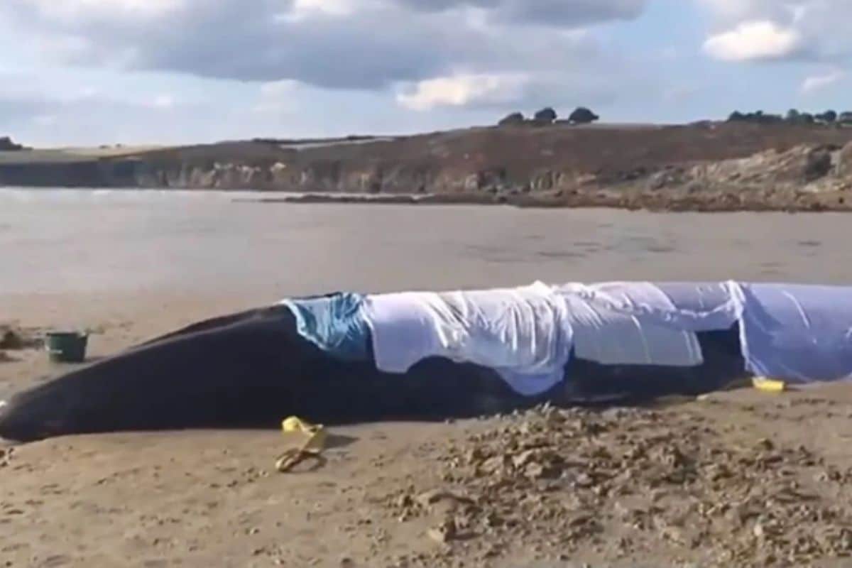 rorqual baleine cetace echoue plage bretagne sauvetage (2)