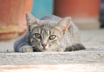 sauver chat meurtre (2)