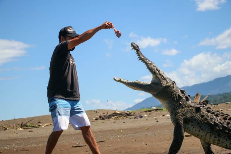 Crocodile nourrit par un humain