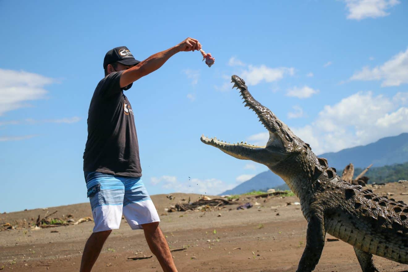 Crocodile nourrit par un homme