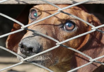 Intolérable « cela faisait des mois que l'animal souffrait ! »