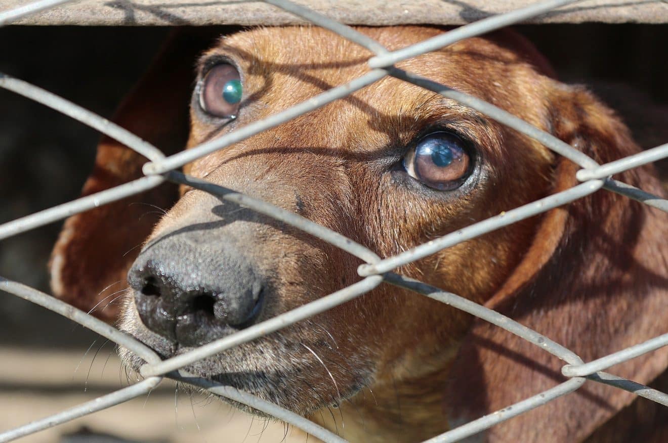 Intolérable « cela faisait des mois que l'animal souffrait ! »