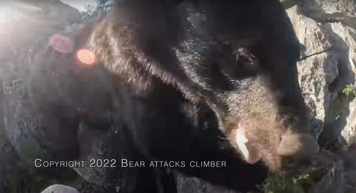 ours attaque japon vidéo
