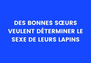 blague lapins