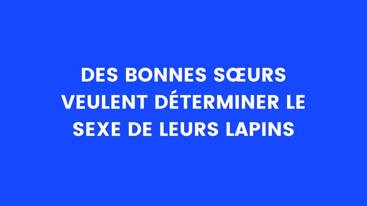 blague lapins