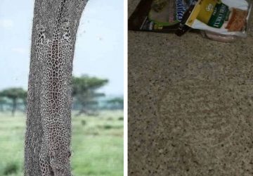 camouflage
