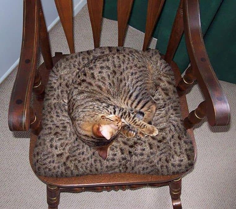 photo chat sur une chaise