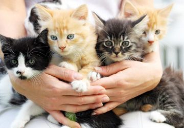 chatons animaux