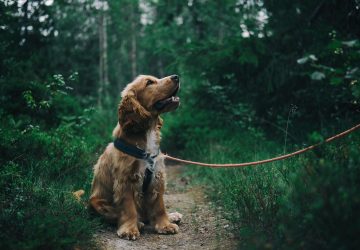 manger du chien