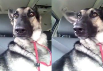 chien danse