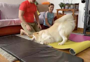 chien sport
