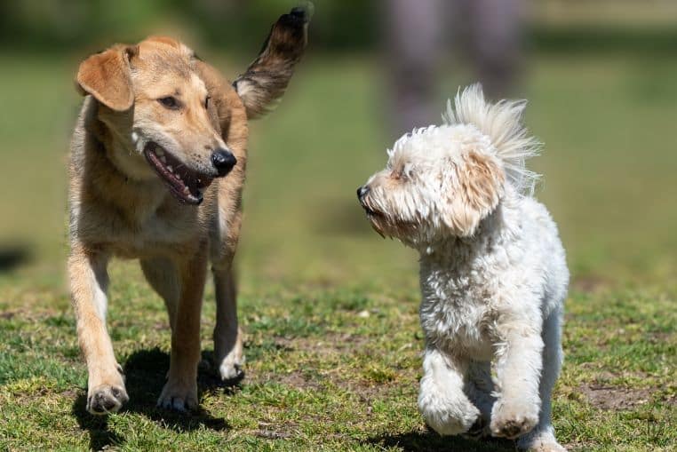 fait divers sauveuse chiens (2)