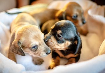 fait divers sauveuse chiens (2)