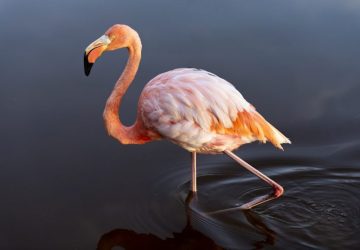 flamant rose