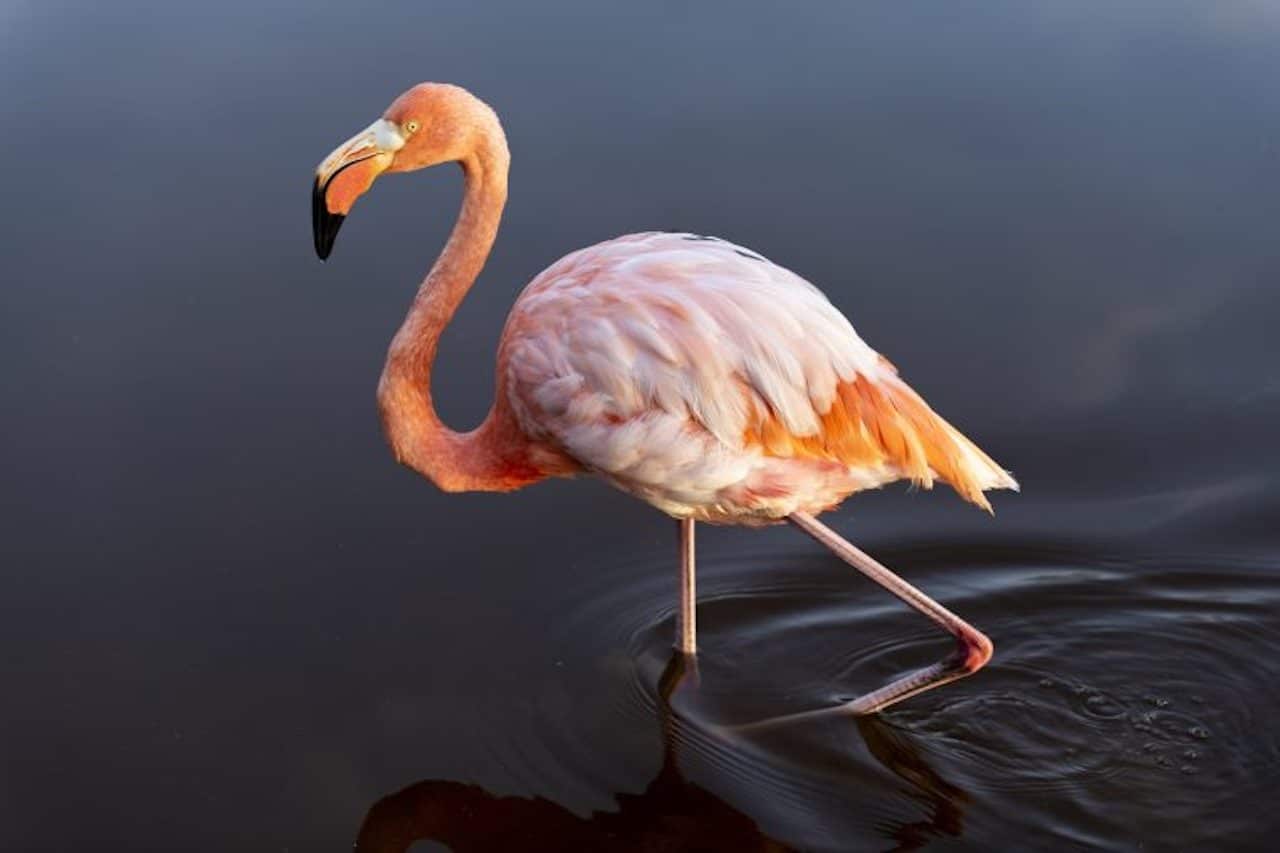 flamant rose