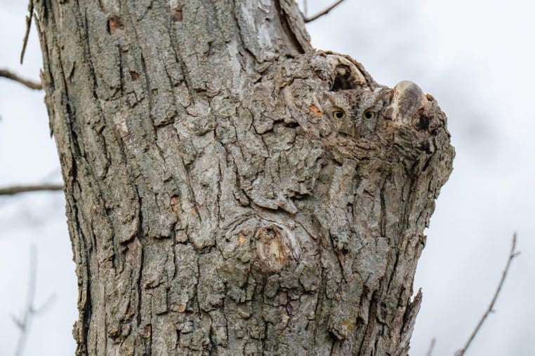 photo hibou sur un arbre 