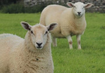 moutons