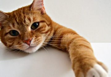 chat