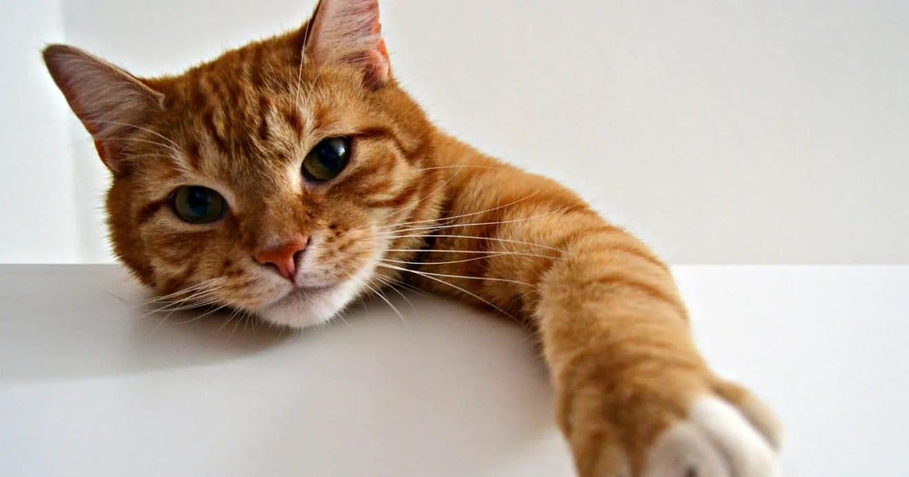 chat