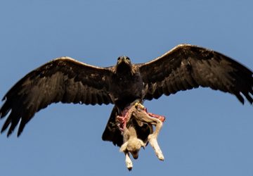 aigle royal photo agneau