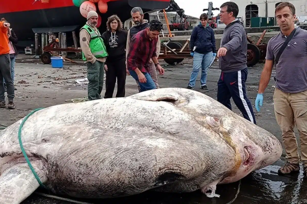 poisson-osseux record portugal monde