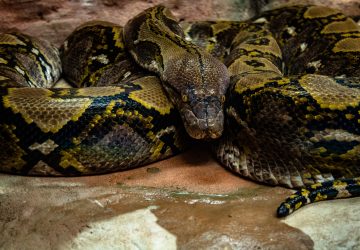 python indonesie femme