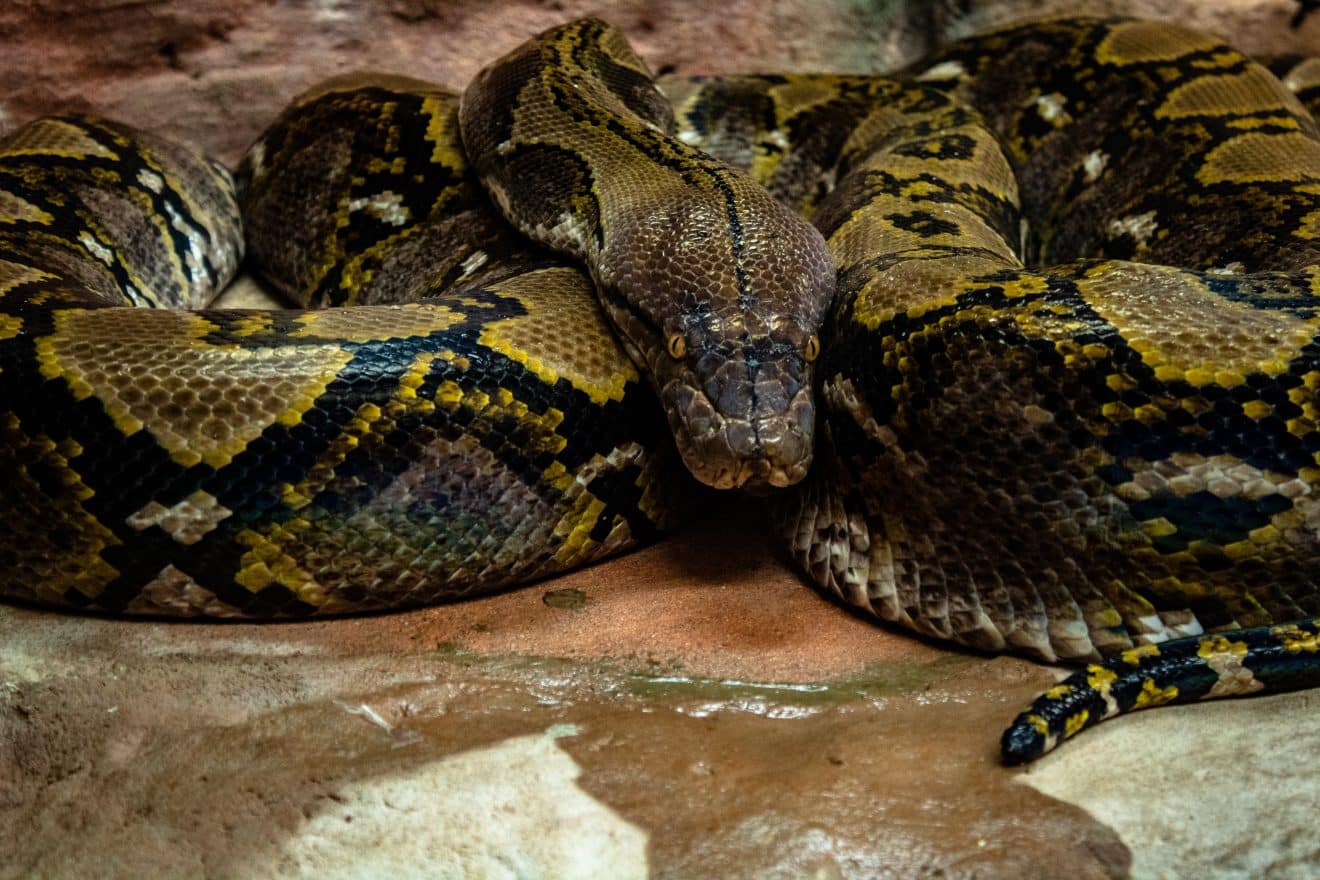 python indonesie femme