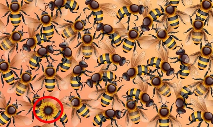 réponse énigme tournesol