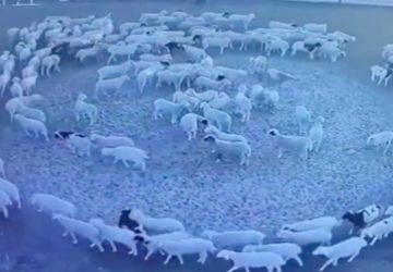 Cercle de moutons