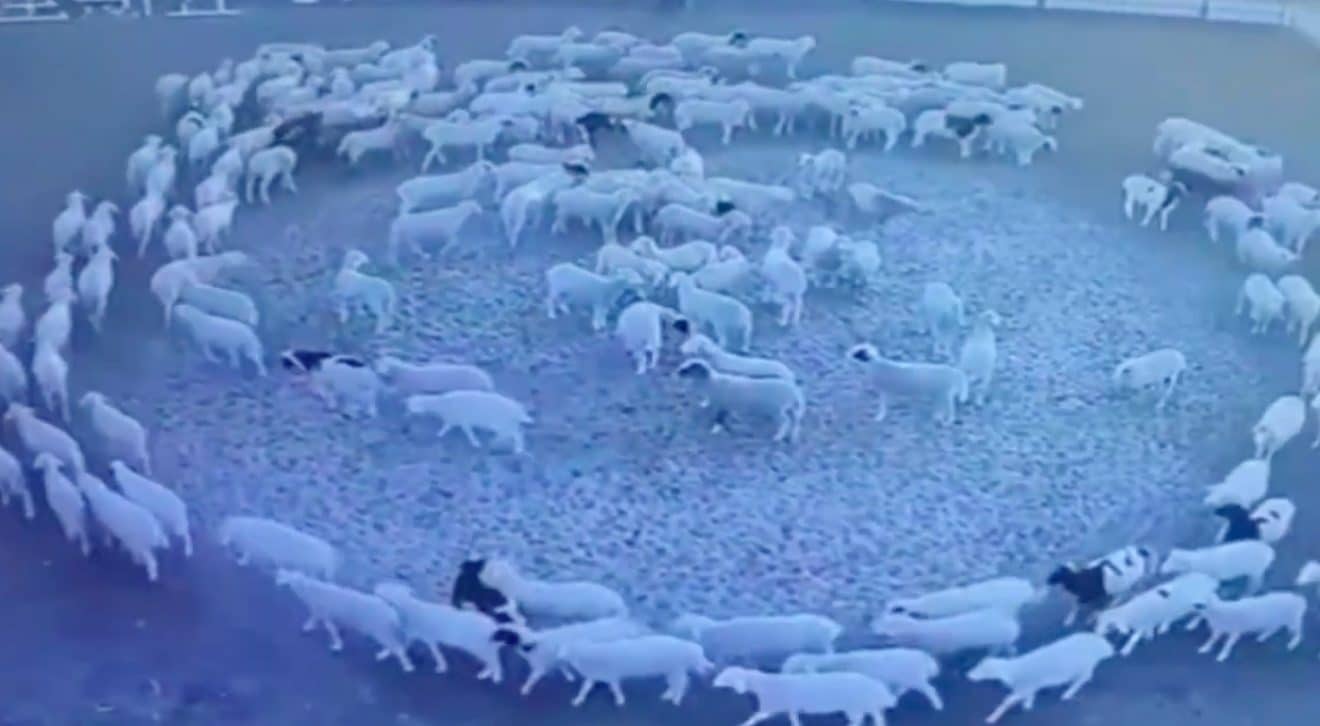 Cercle de moutons
