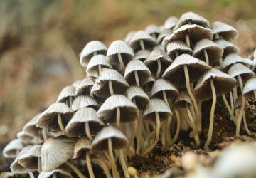 Champignons pour guérir la dépression