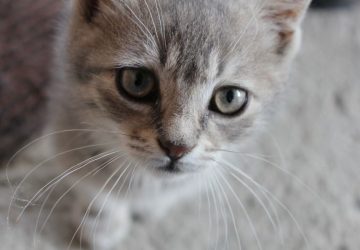 chat moselle faits divers