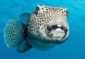 Des chercheurs découvrent des dizaines de créatures mystérieuses dans les fonds marins