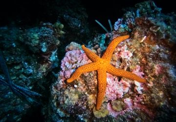 étoile de mer