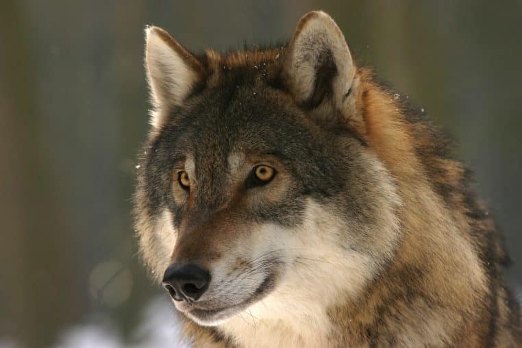 Poursuivi par un loup la folle poursuite entre un homme et un loup immortalisée en vidéo