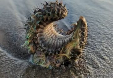 Un homme rencontre une créature incroyable sur une plage écossaise