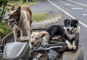 Un vétérinaire a partagé les cinq races de chiens qu’il choisirait, et ce n'est surement pas ceux qui vous imaginiez