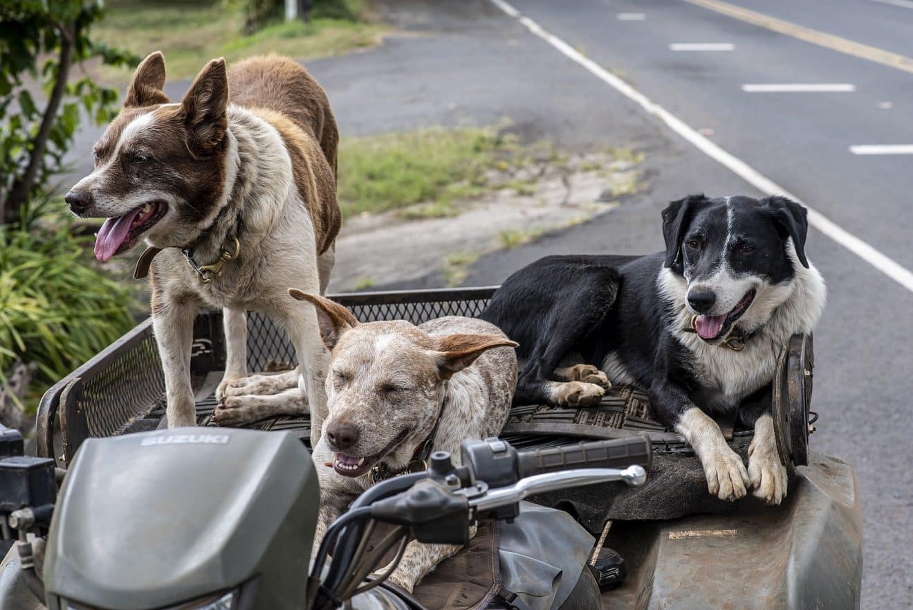 Un vétérinaire a partagé les cinq races de chiens qu’il choisirait, et ce n'est surement pas ceux qui vous imaginiez
