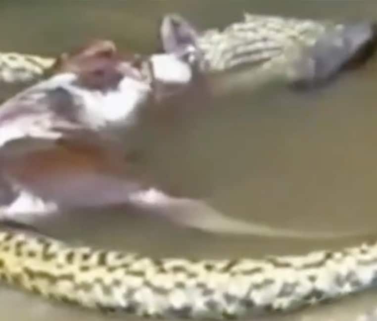 anaconda vert proie mammifère vidéo